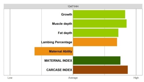 Abertex Ram - Elite Grade