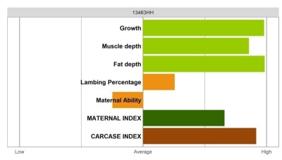 Abertex Ram - Elite Grade