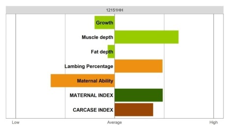 Abertex Ram - Select Grade