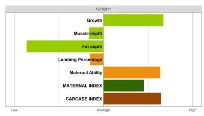 Abertex Ram - Select Grade