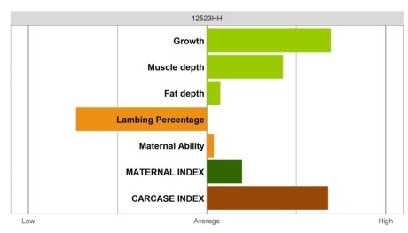 Abertex Ram - Select Grade