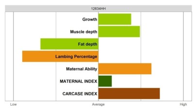 Abertex Ram - Select Grade