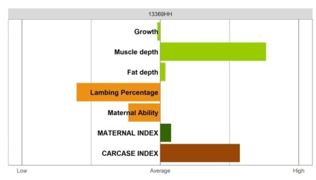 Abertex Ram - Select Grade