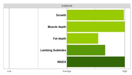 Abermax Ram - Elite Grade