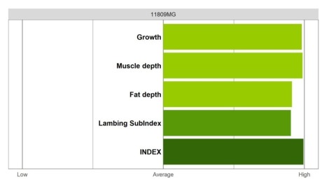 Abermax Ram - Elite Grade