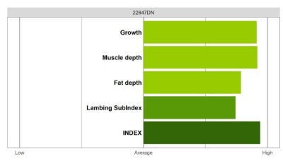 Abermax Ram - Elite Grade