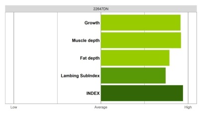 Abermax Ram - Elite Grade