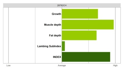 Abermax Ram - Elite Grade