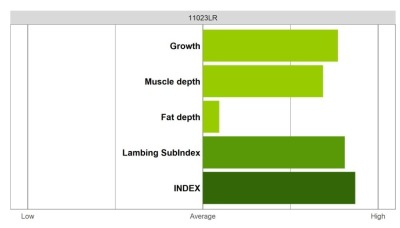 Abermax Ram - Elite Grade