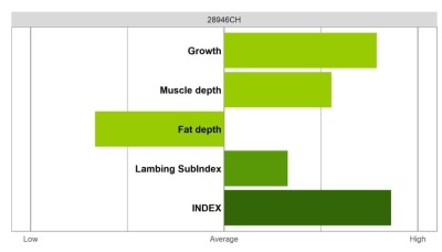 Abermax Ram - Elite Grade