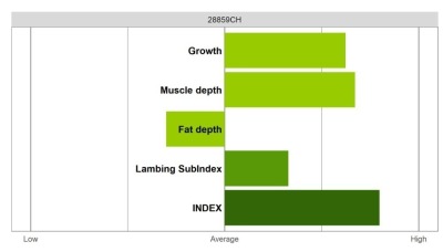 Abermax Ram - Elite Grade