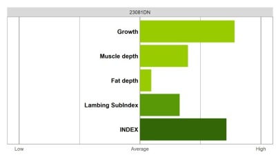 Abermax Ram - Elite Grade