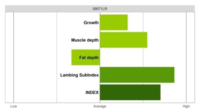 Abermax Ram - Elite Grade