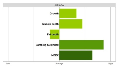 Abermax Ram - Elite Grade