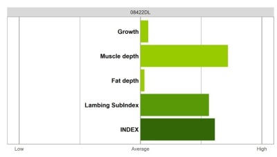 Abermax Ram - Elite Grade