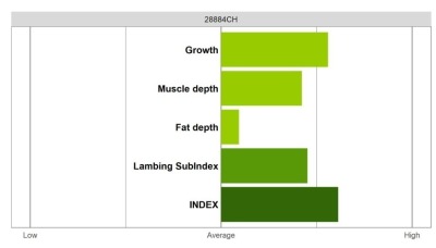 Abermax Ram - Elite Grade