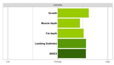 Abermax Ram - Elite Grade