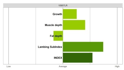 Abermax Ram - Elite Grade