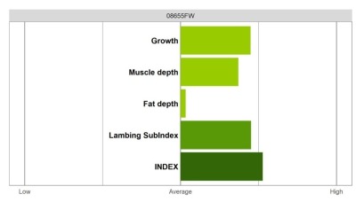 Abermax Ram - Elite Grade