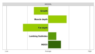 Abermax Ram - Select Grade