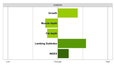 Abermax Ram - Select Grade