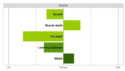 Abermax Ram - Select Grade