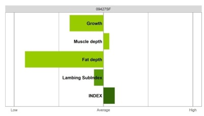 Abermax Ram - Select Grade