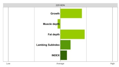Abermax Ram - Select Grade