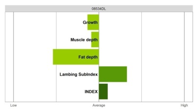 Abermax Ram - Select Grade