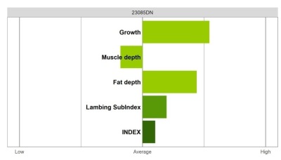 Abermax Ram - Select Grade