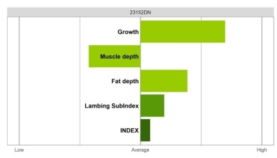 Abermax Ram - Select Grade