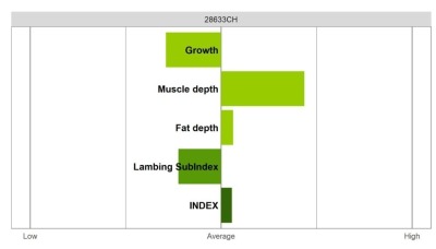 Abermax Ram - Select Grade