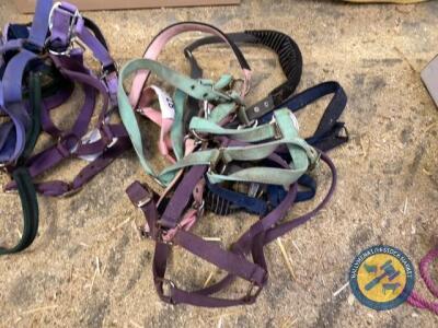 5x horse headcollars