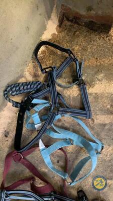 2x Blue cob head collar